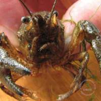 2011 S&uuml;sswasser Biologie Kurs