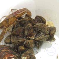 2011 S&uuml;sswasser Biologie Kurs