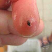 2011 S&uuml;sswasser Biologie Kurs