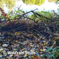 Herbsttauchgang im Schermsee