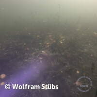 Herbsttauchgang im Schermsee