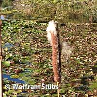 Herbsttauchgang im Schermsee