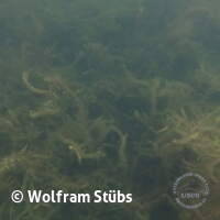 Herbsttauchgang im Schermsee