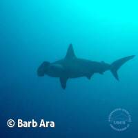 Der zweite Hammerhai in meinem Leben