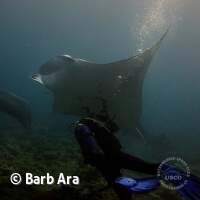 Einfach nur faszinierende Lebewesen