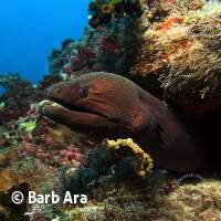 Mur&auml;nen in allen Farben & Gr&ouml;&szlig;en