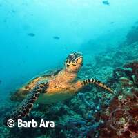 Ein recht h&auml;ufiger Gast unter Wasser