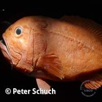 Senckenberg Ausflug  Juli '23