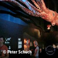 Erkl&auml;rung unter dem Riesenkalmar