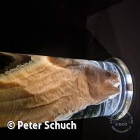 Senckenberg Ausflug  Juli '23