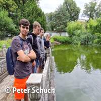 Karfen und Schildkr&ouml;ten im Teich