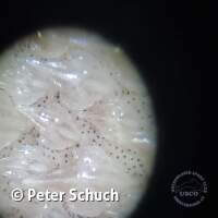 Haifischhaut unter dem Mikroskop