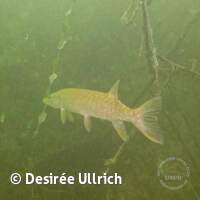 Starnberger See 2024