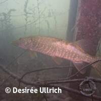 Starnberger See 2024