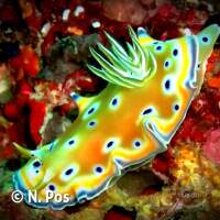 Ein typischer Nachtgast