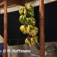 T&auml;glich frische Bananen