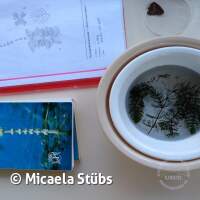 Abtauchen 23 am Schermsee