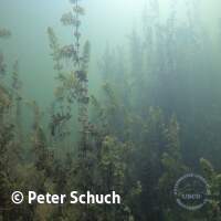 Abtauchen 23 am Schermsee