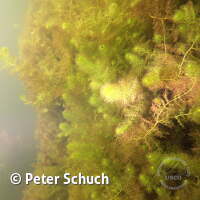 Abtauchen 23 am Schermsee