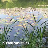 Herbsttauchgang im Schermsee