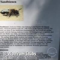 Herbsttauchgang im Schermsee