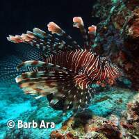 EIn hier recht seltener Rotfeuerfisch