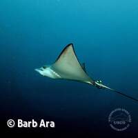 Einer der zahlteichen Adlerrochen