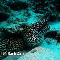 Ein ansehnliche Netzmuräne