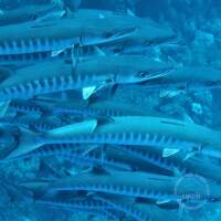 Seven Seas Trip 2017