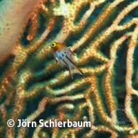 Seven Seas Trip 2017