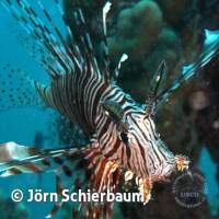 Seven Seas Trip 2017