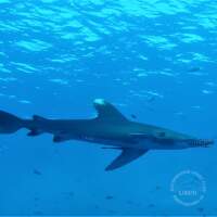 Seven Seas Trip 2017