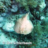 Seven Seas Trip 2017