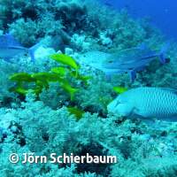 Seven Seas Trip 2017