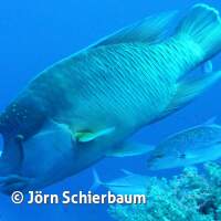 Seven Seas Trip 2017