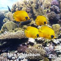 Seven Seas Trip 2017