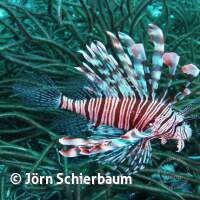 Seven Seas Trip 2017