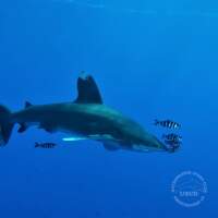 Seven Seas Trip 2017