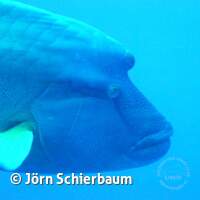 Seven Seas Trip 2017