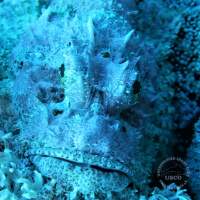 Seven Seas Trip 2017